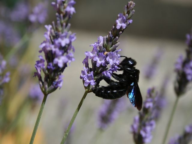 bourdon sur lavande